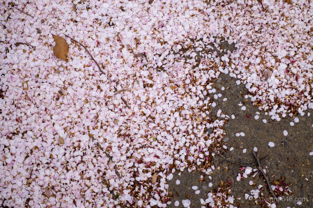 GR3 桜